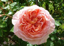 Роза Abraham Darby - описание, виды, фото, уход, содержание, пересадка, вредители, размножение - Роза на Ваш Сад
