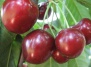 Черешня  «Крупноплодная» 