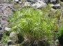 Ситовник (Cyperus)