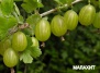 Крыжовник обыкновенный Малахит