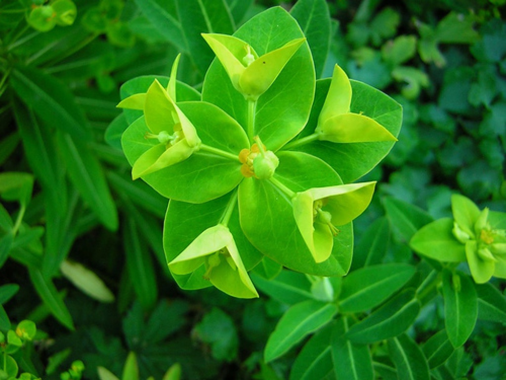 Зеленый цветок название и фото