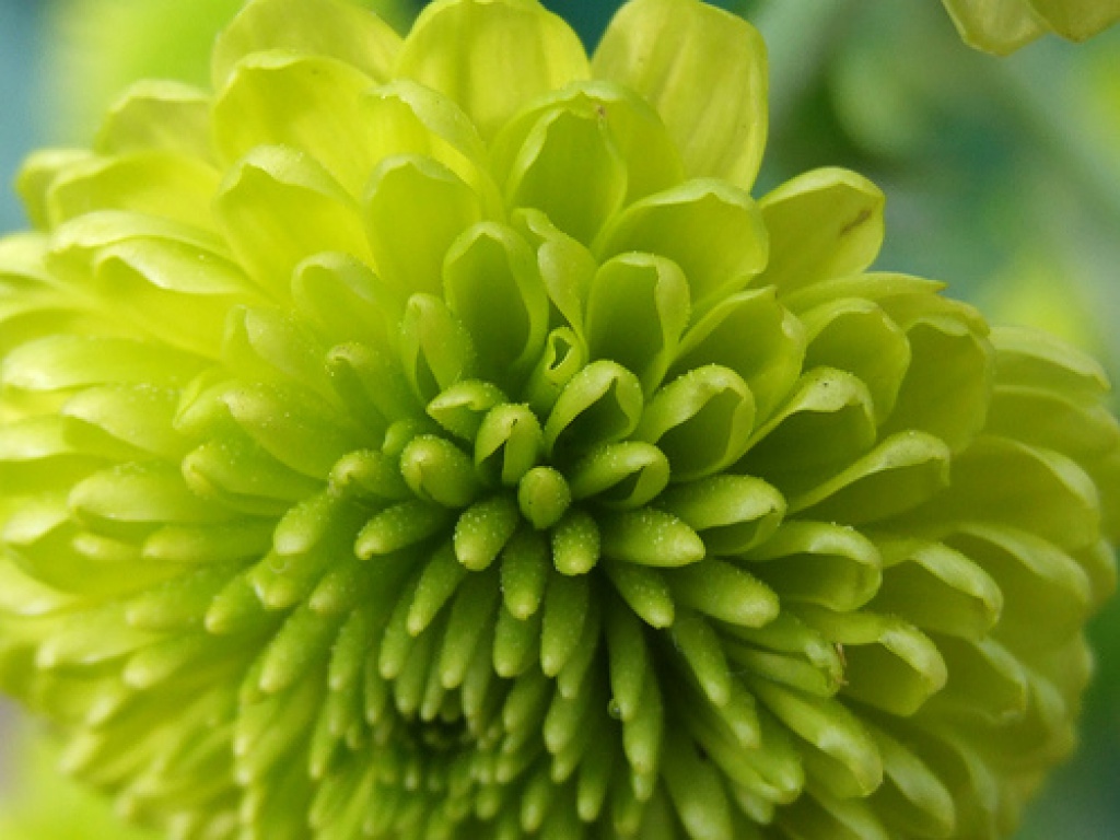 Зеленый цветок название и фото