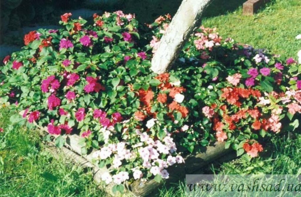 Ванька мокрый бальзамин садовый фото в саду