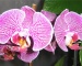 Строение орхидеи